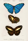 Butterflies, Blue print