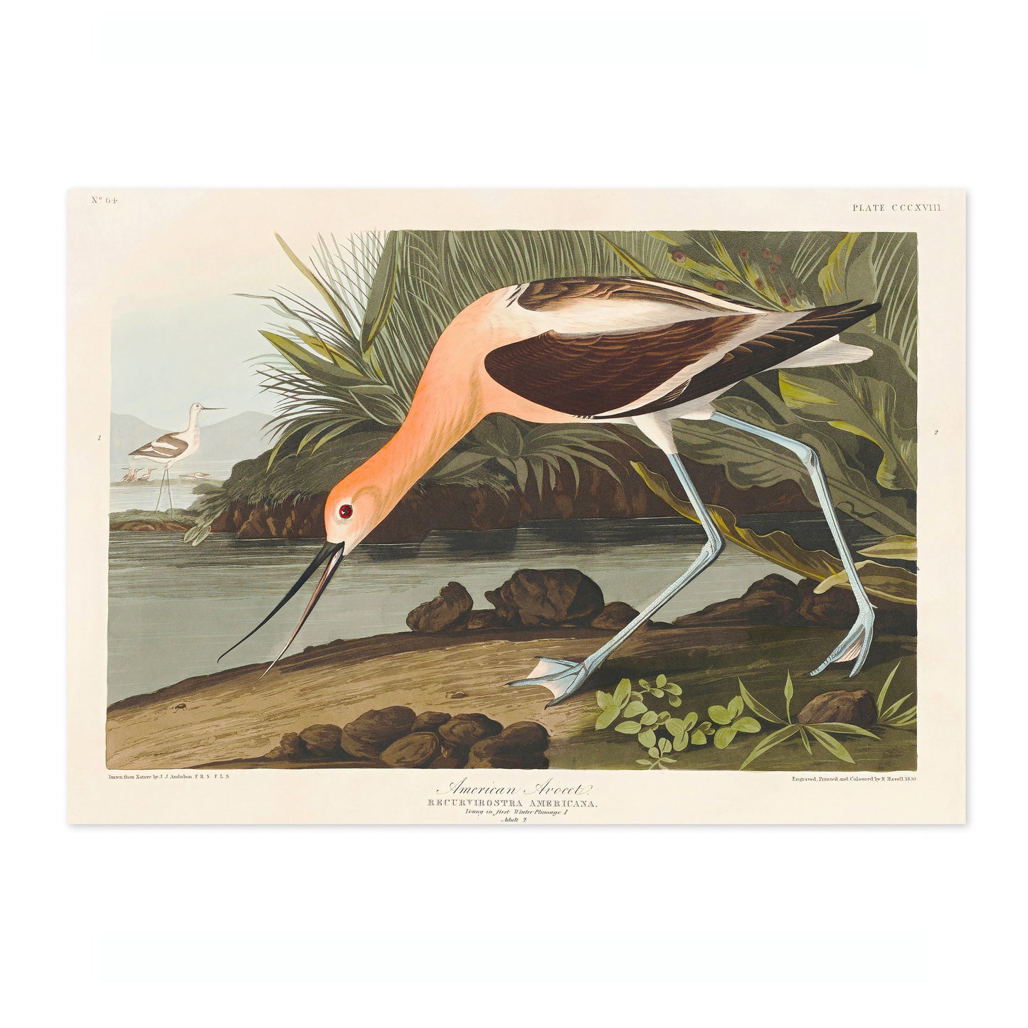 American Avocet