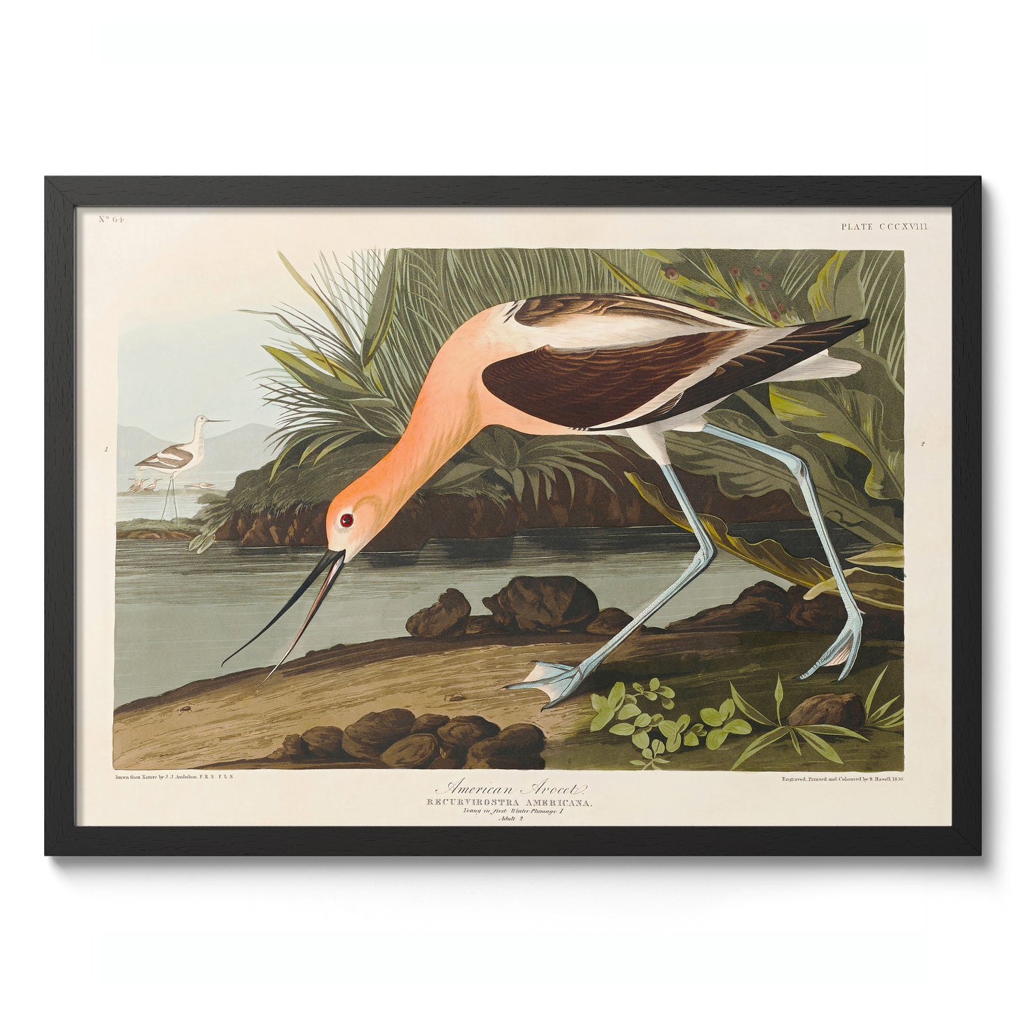 American Avocet