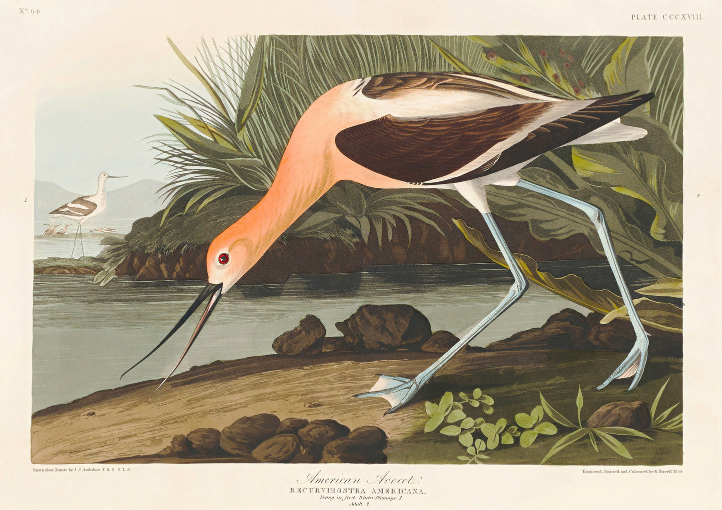 American Avocet