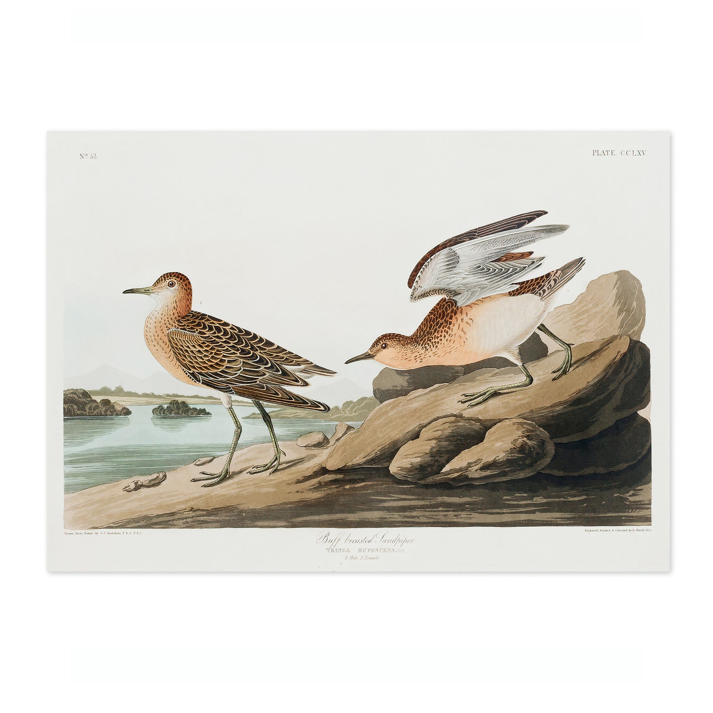 Buffbröstad sandlöpare