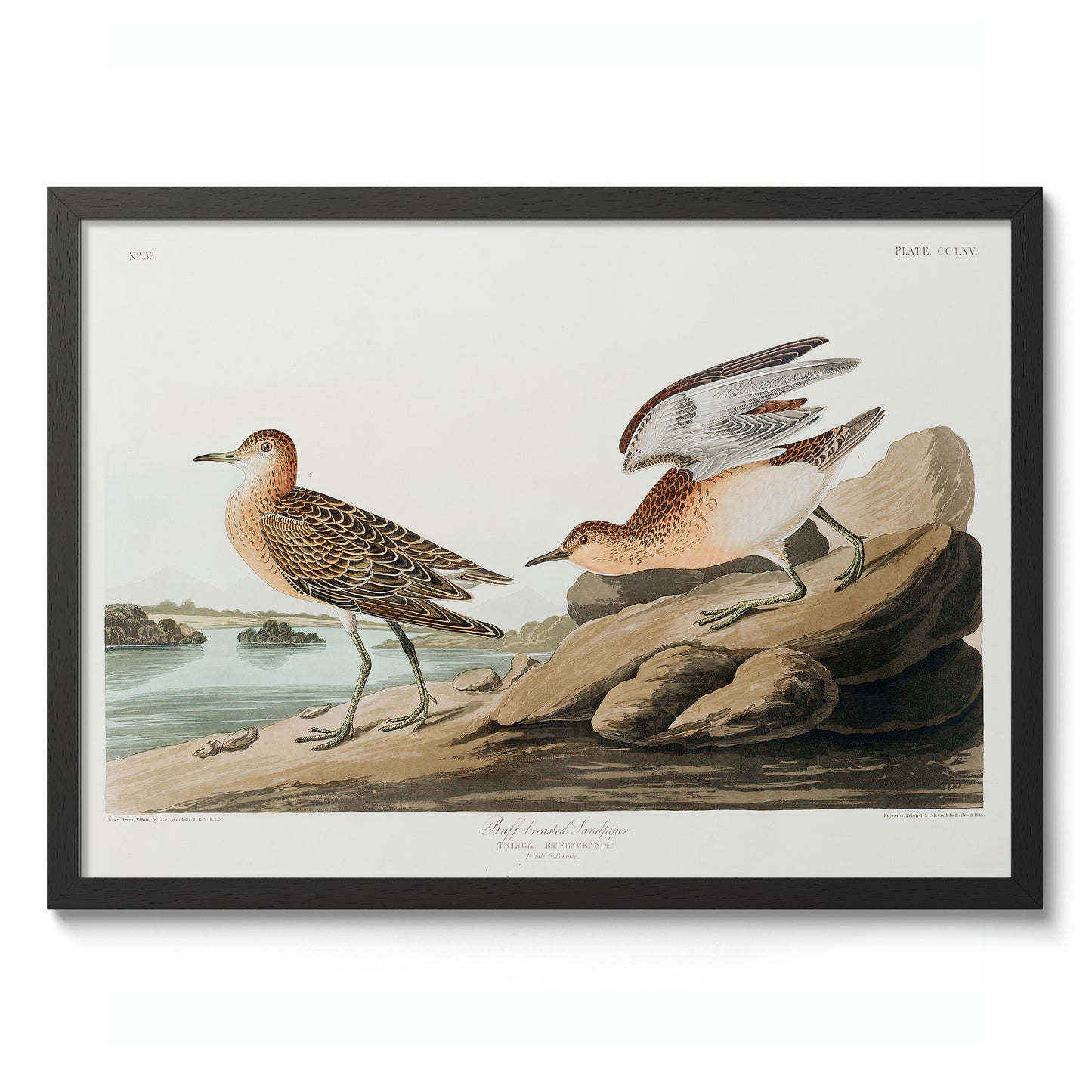 Buffbröstad sandlöpare