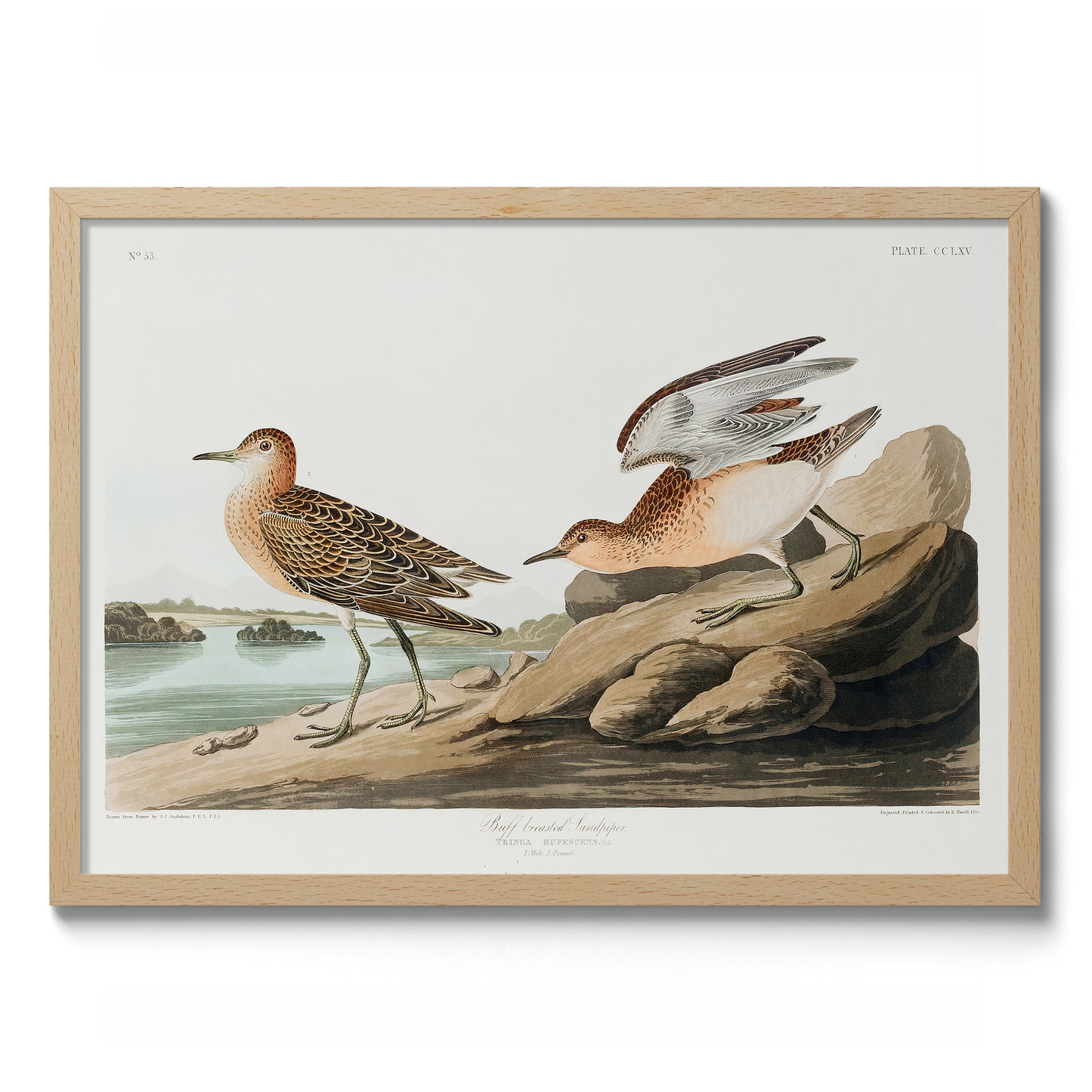 Buffbröstad sandlöpare