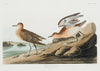Buff Breasted Sandpipers print