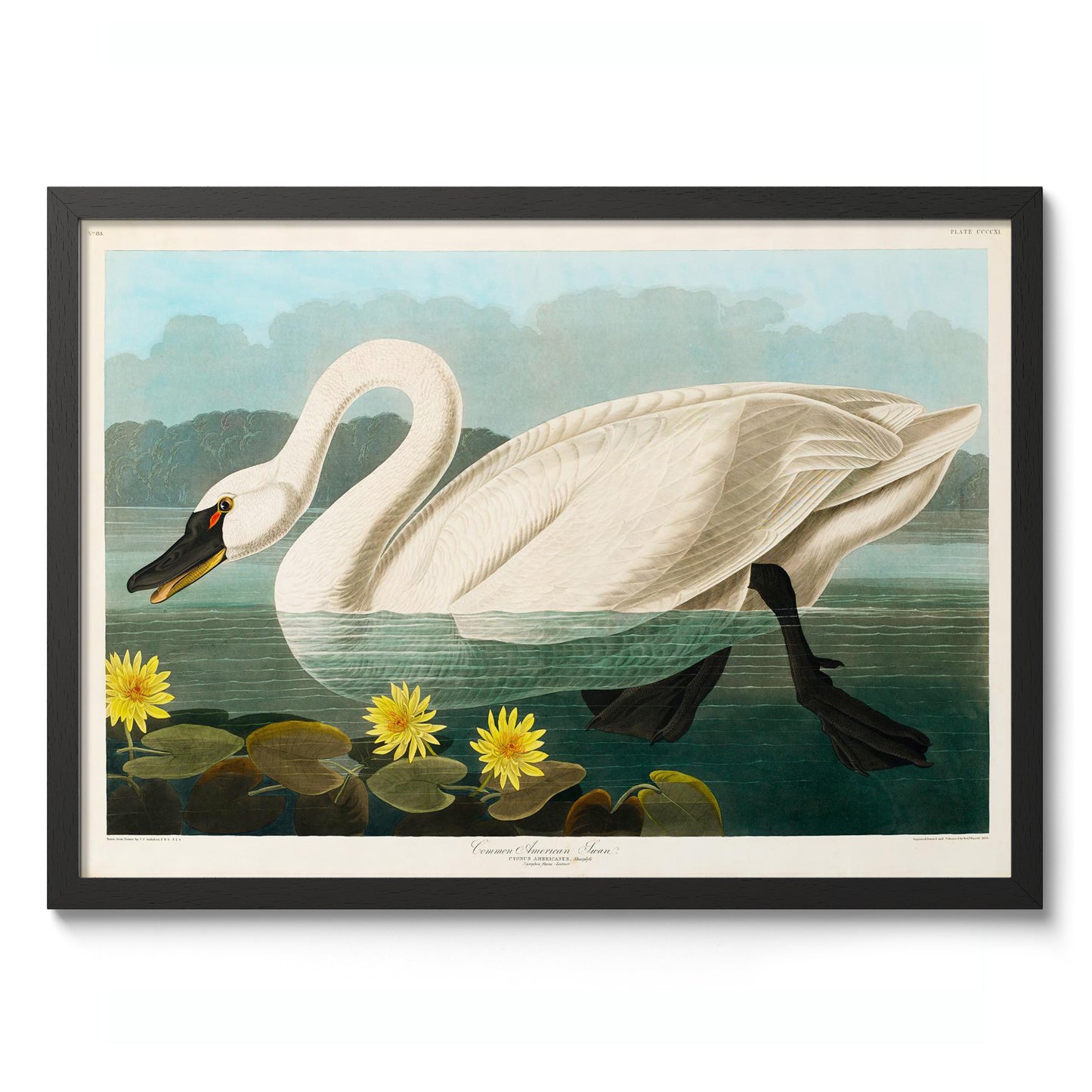 Vanlig amerikansk svan