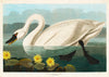 Common American Swan print