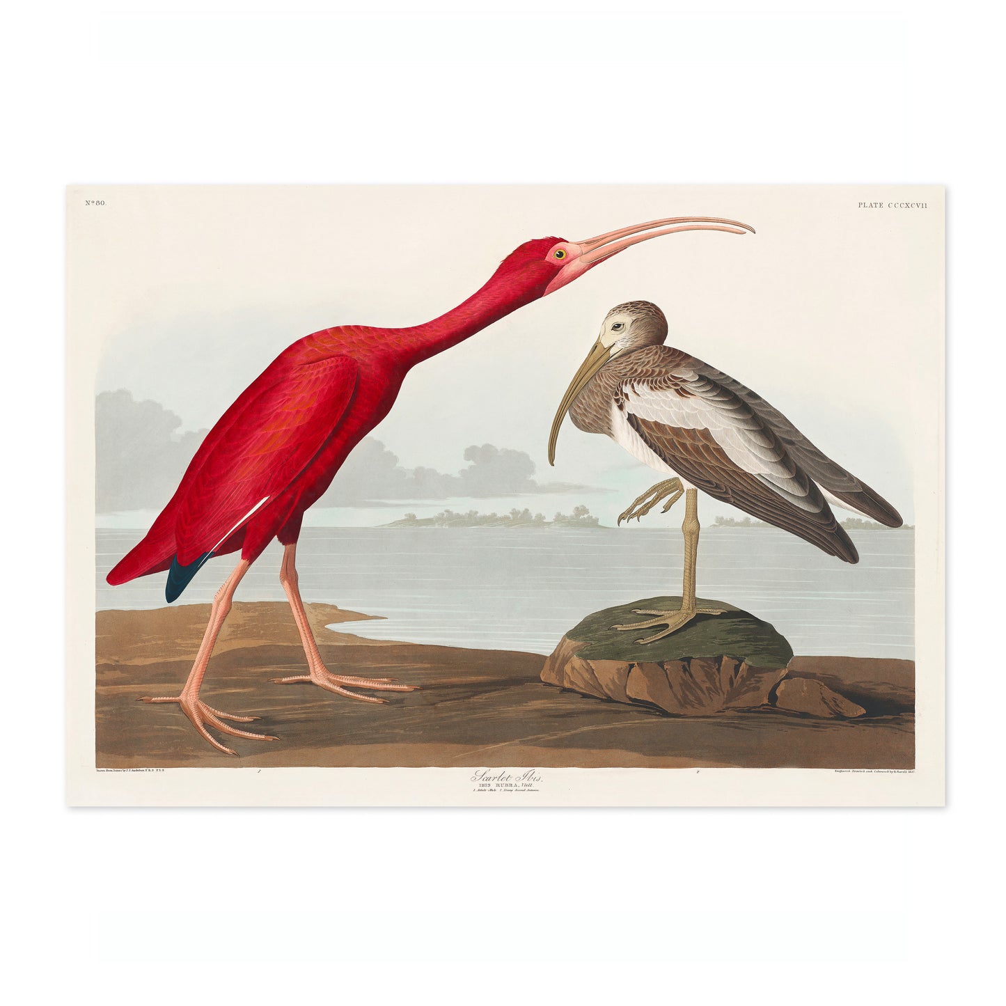 Scarlett Ibis
