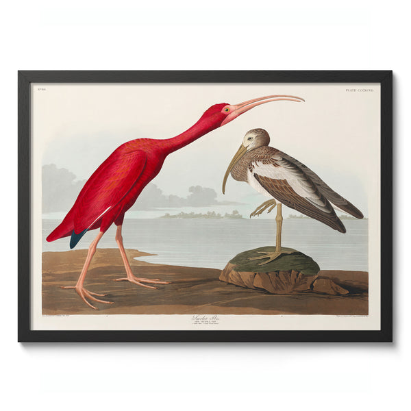 Scarlett Ibis