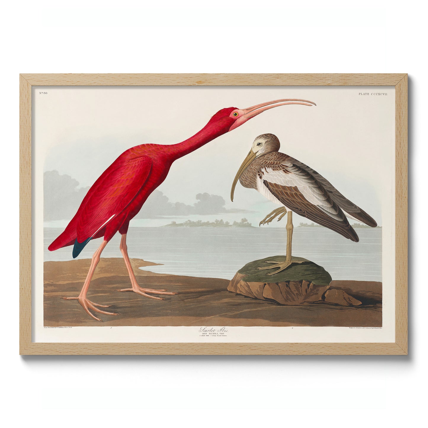 Scarlett Ibis