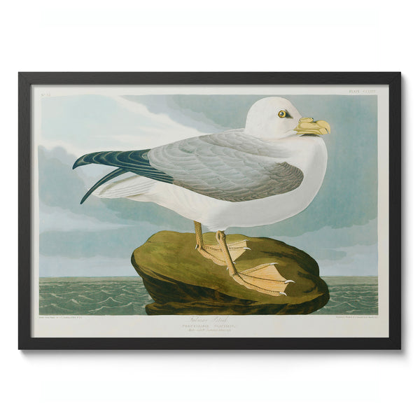 Seagull