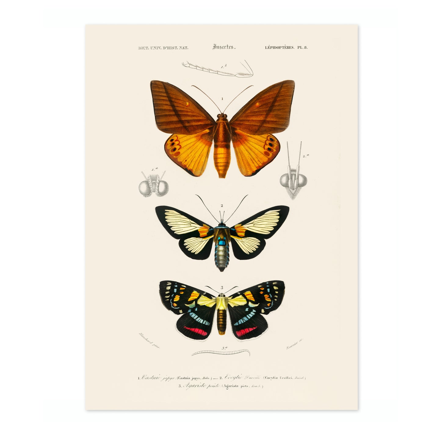 Fjärilar och nattfjärilar