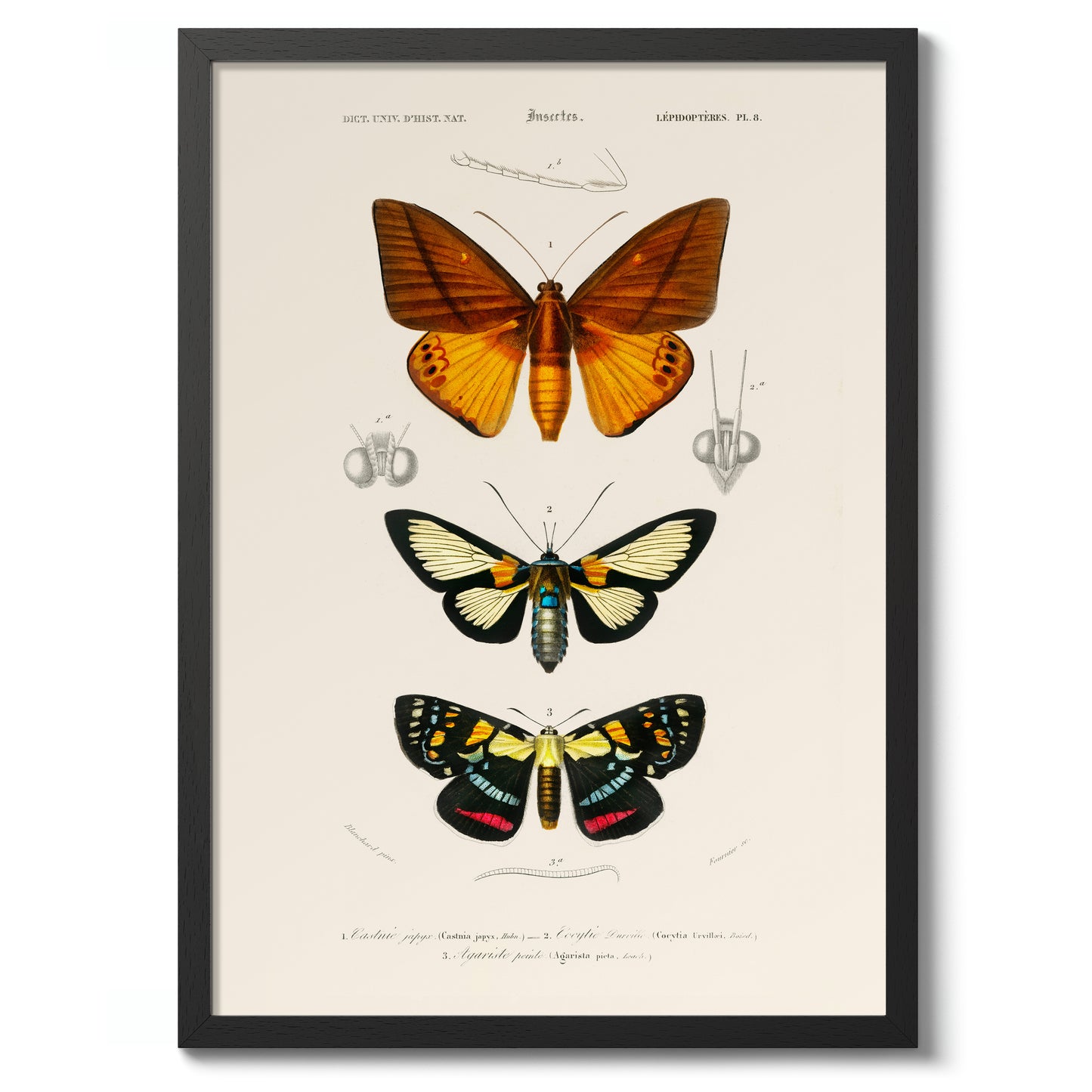 Fjärilar och nattfjärilar