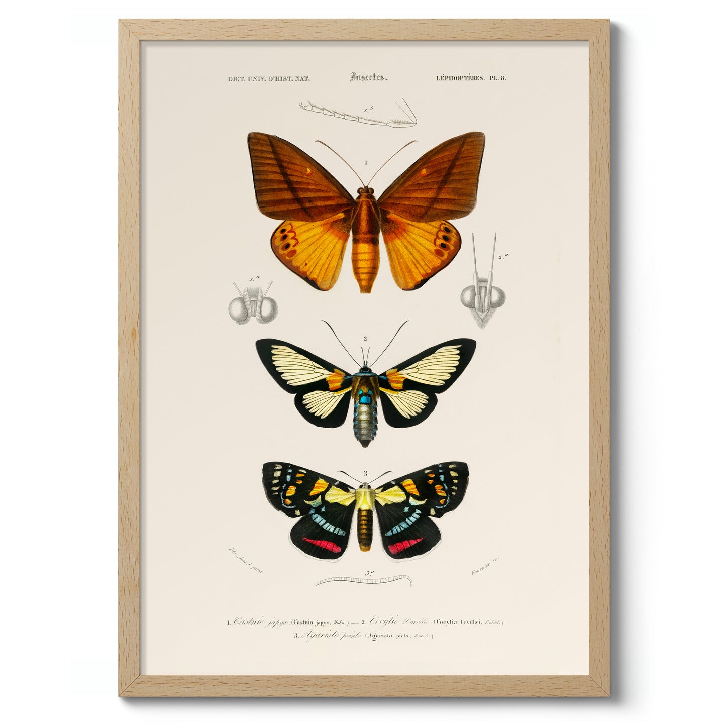 Fjärilar och nattfjärilar