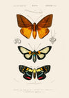 Butterflies & Moths print