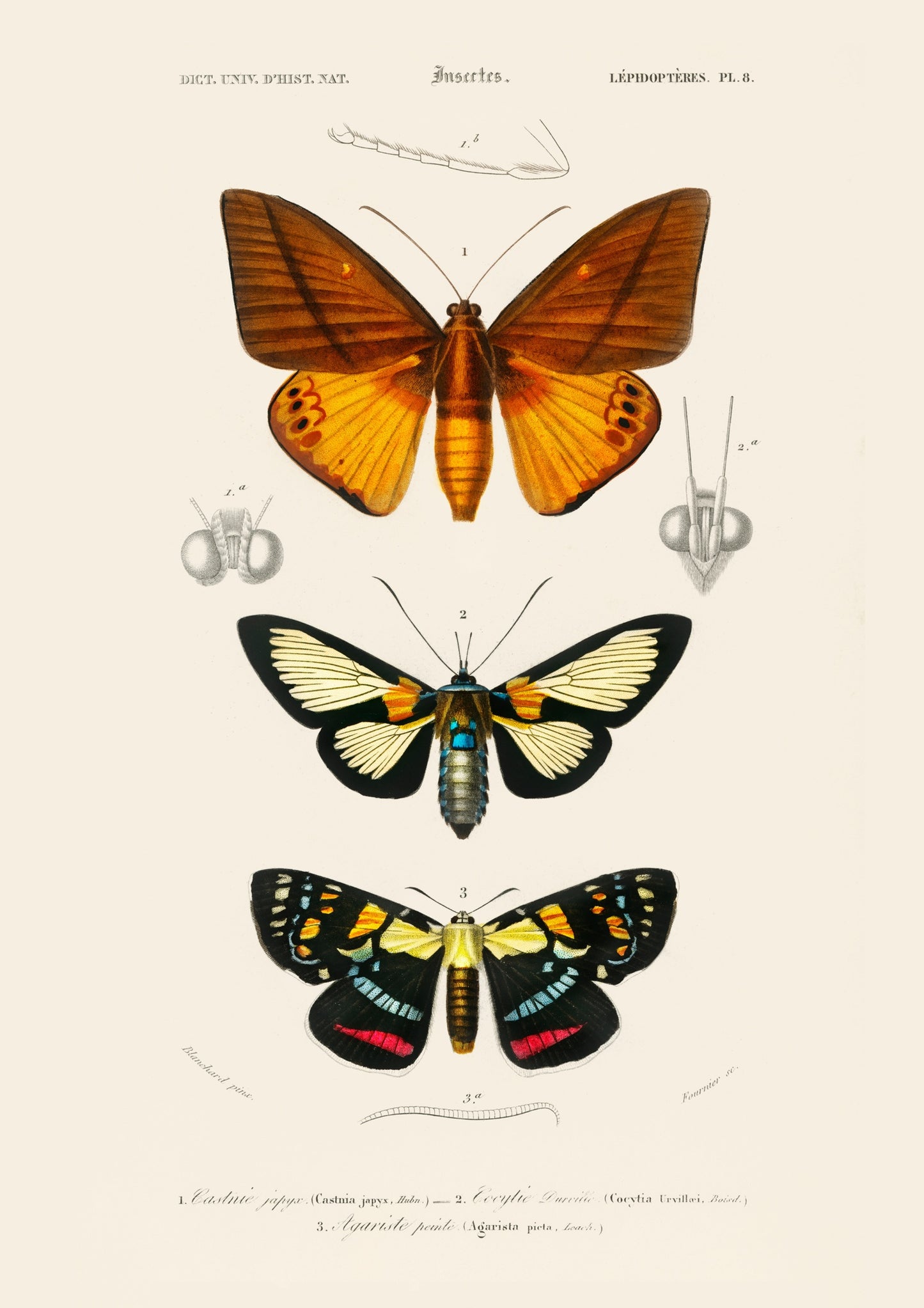 Fjärilar och nattfjärilar