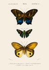 Butterflies, Yellow print
