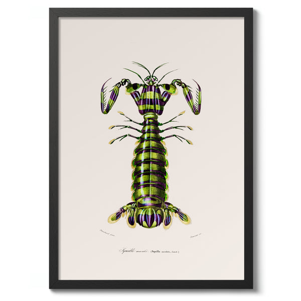 Mantis Shrimp