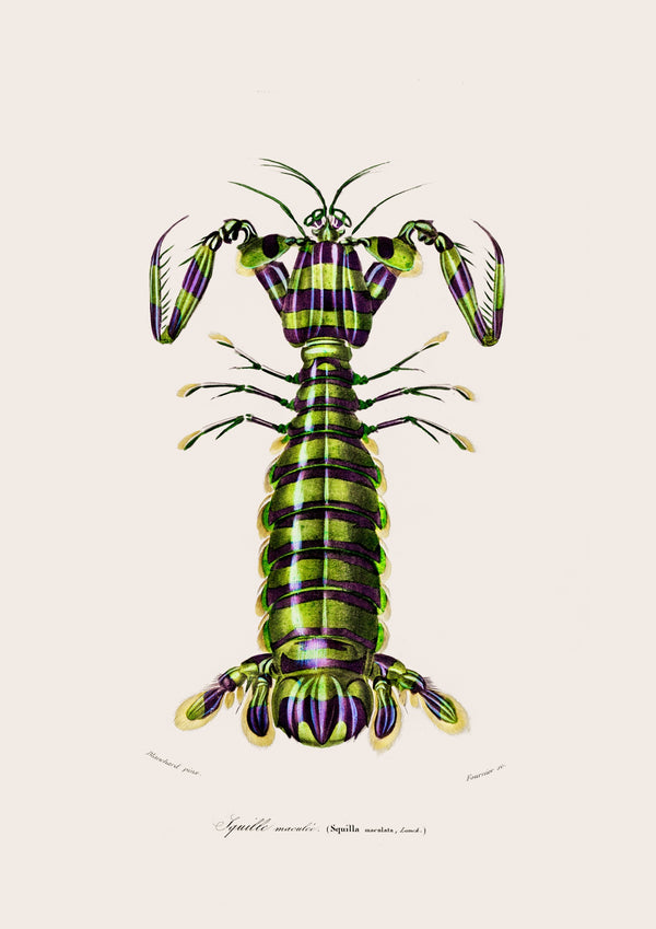 Mantis Shrimp