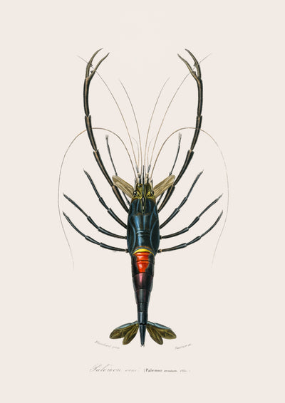 Palaemon
