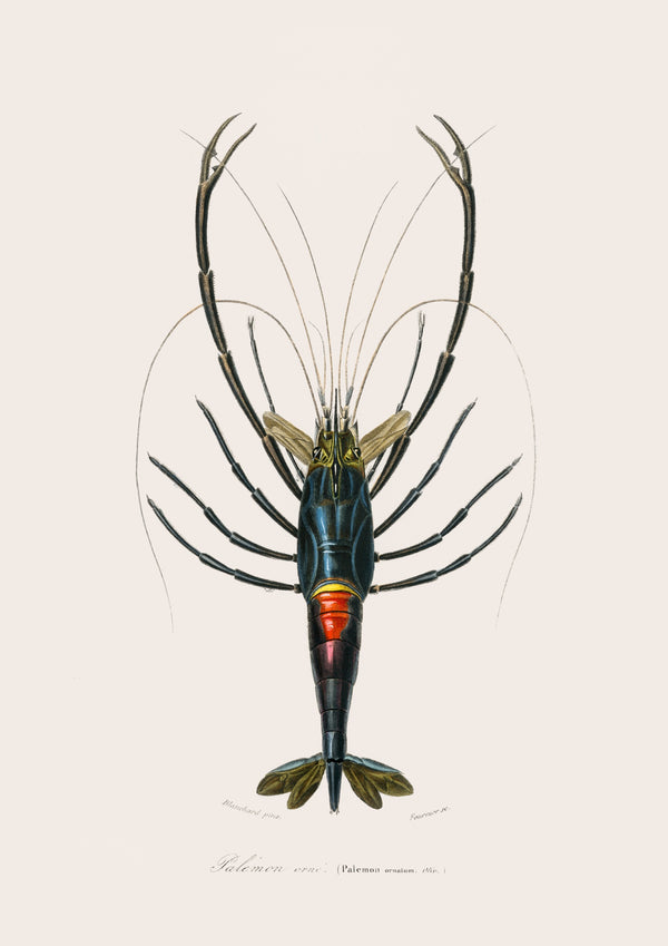 Palaemon