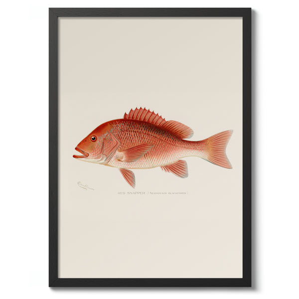 Red Snapper