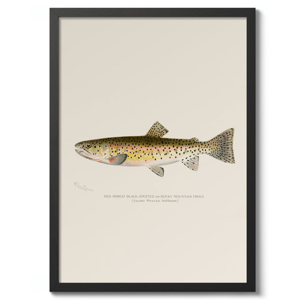 Rocky Mountain Trout