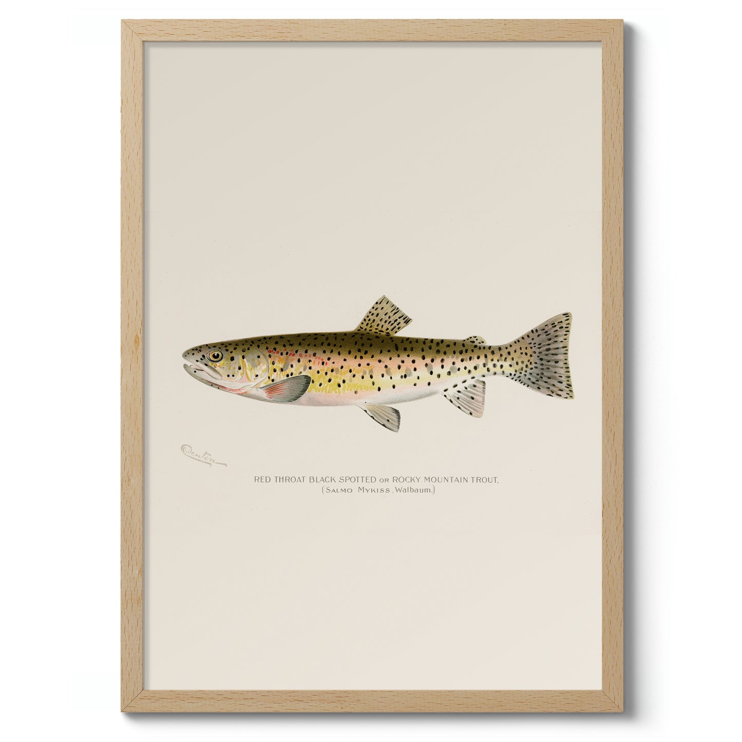 Rocky Mountain-öring