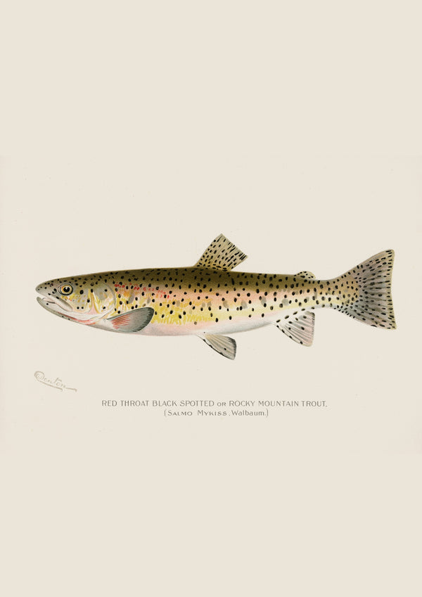 Rocky Mountain Trout