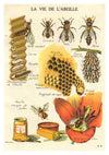 La vie d'une abeille print