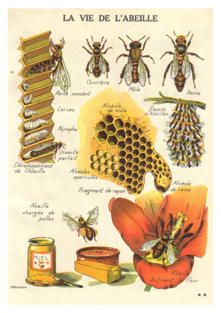 The Life of a Bee print