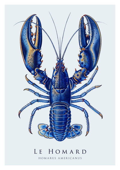 Lobster