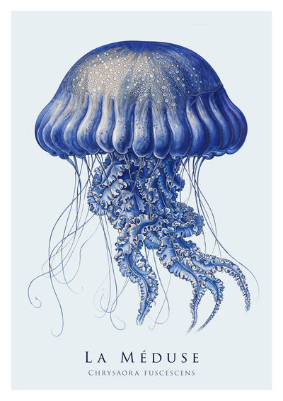 Jellyfish
