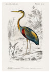 Purple Heron print