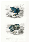 Tree Frogs print