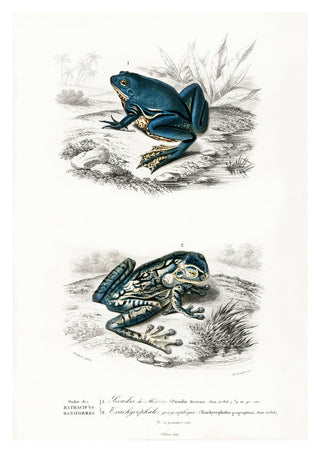 Tree Frogs print