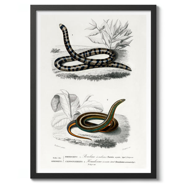 Anilius and Slug Eater Snakes