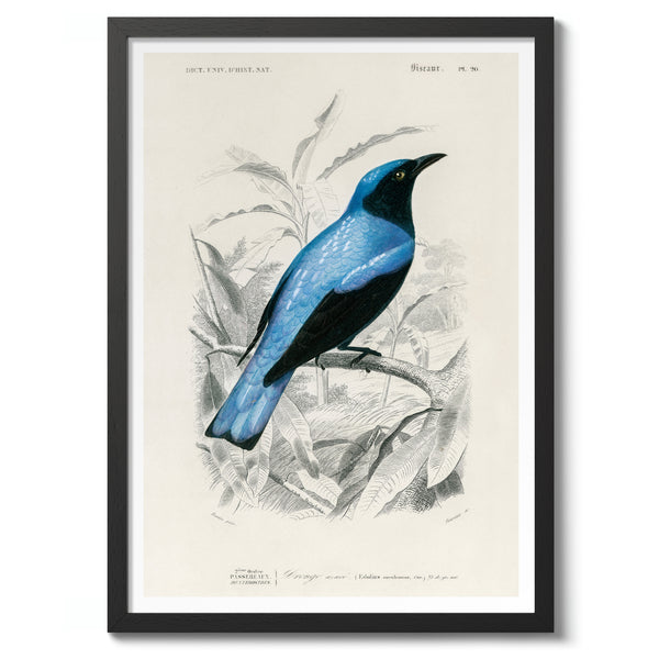 Square-tailed Drongo