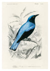 Square-tailed Drongo print