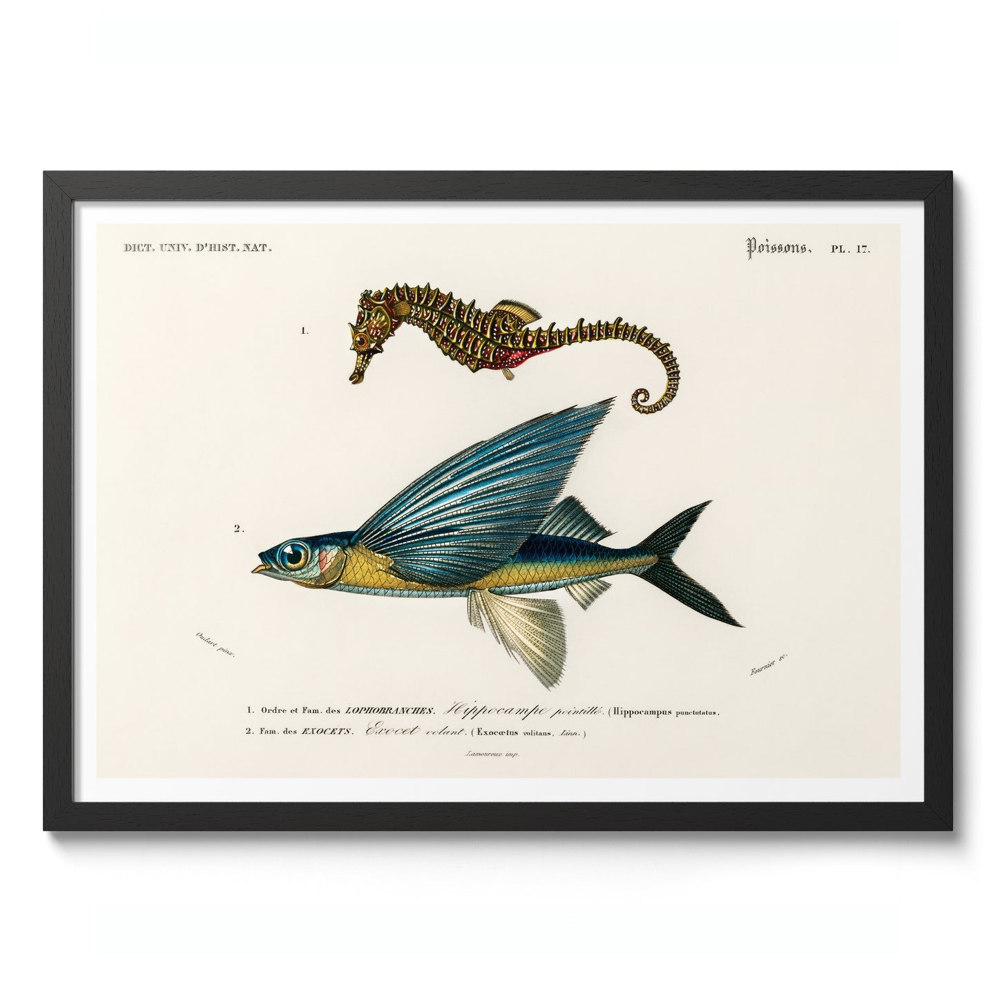 Seepferdchen & fliegender Fisch