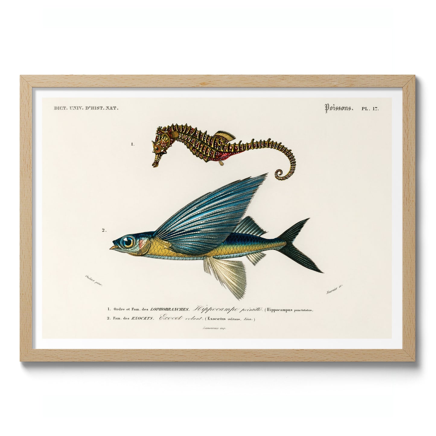 Seepferdchen & fliegender Fisch