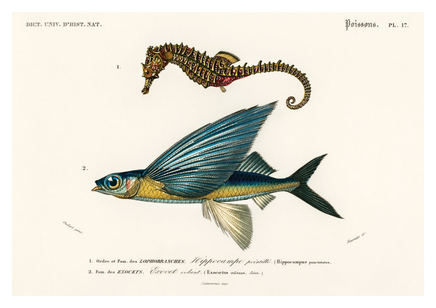 Seepferdchen & fliegender Fisch