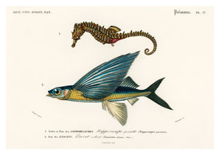 Seepferdchen & fliegender Fisch print