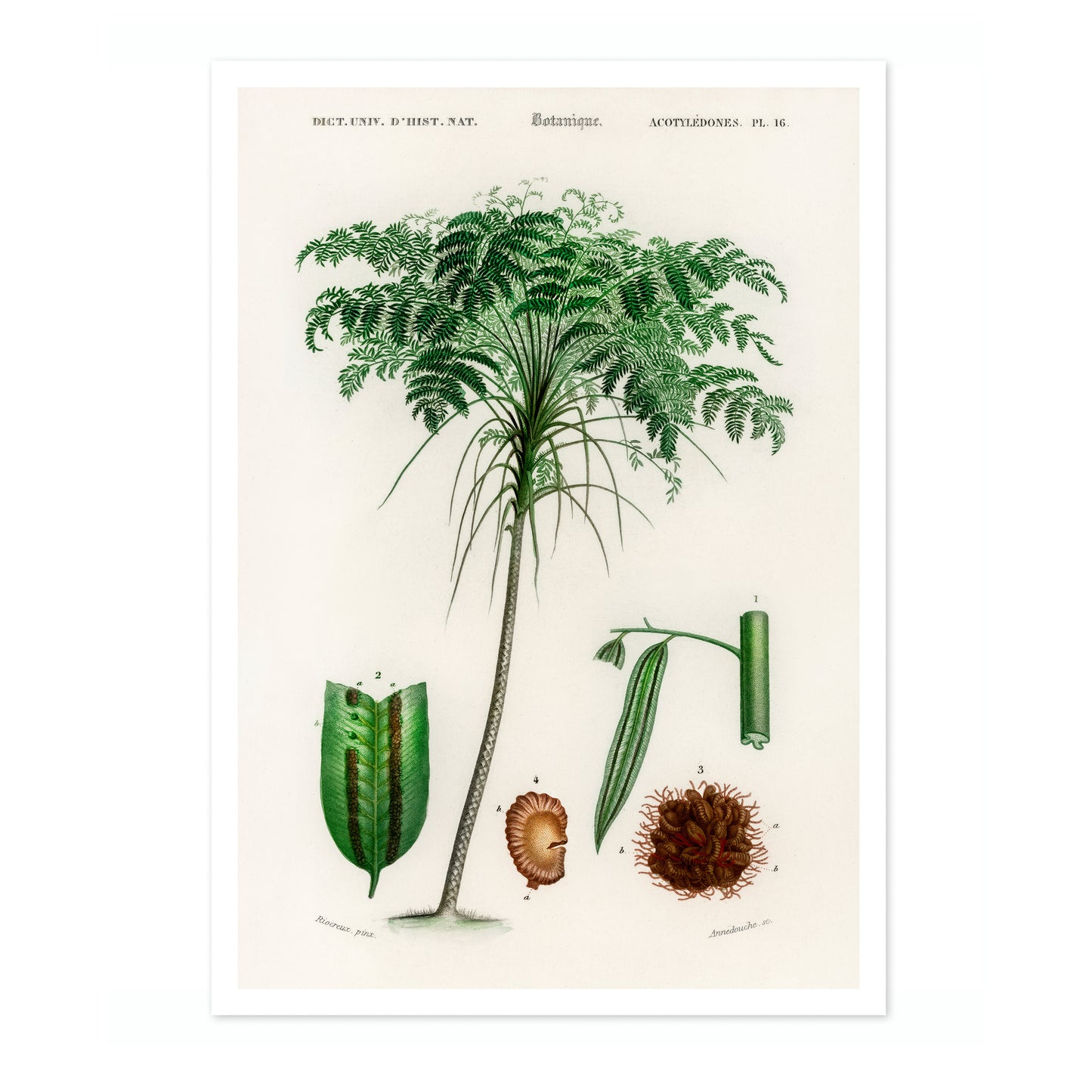 Trichipteris Excelsao