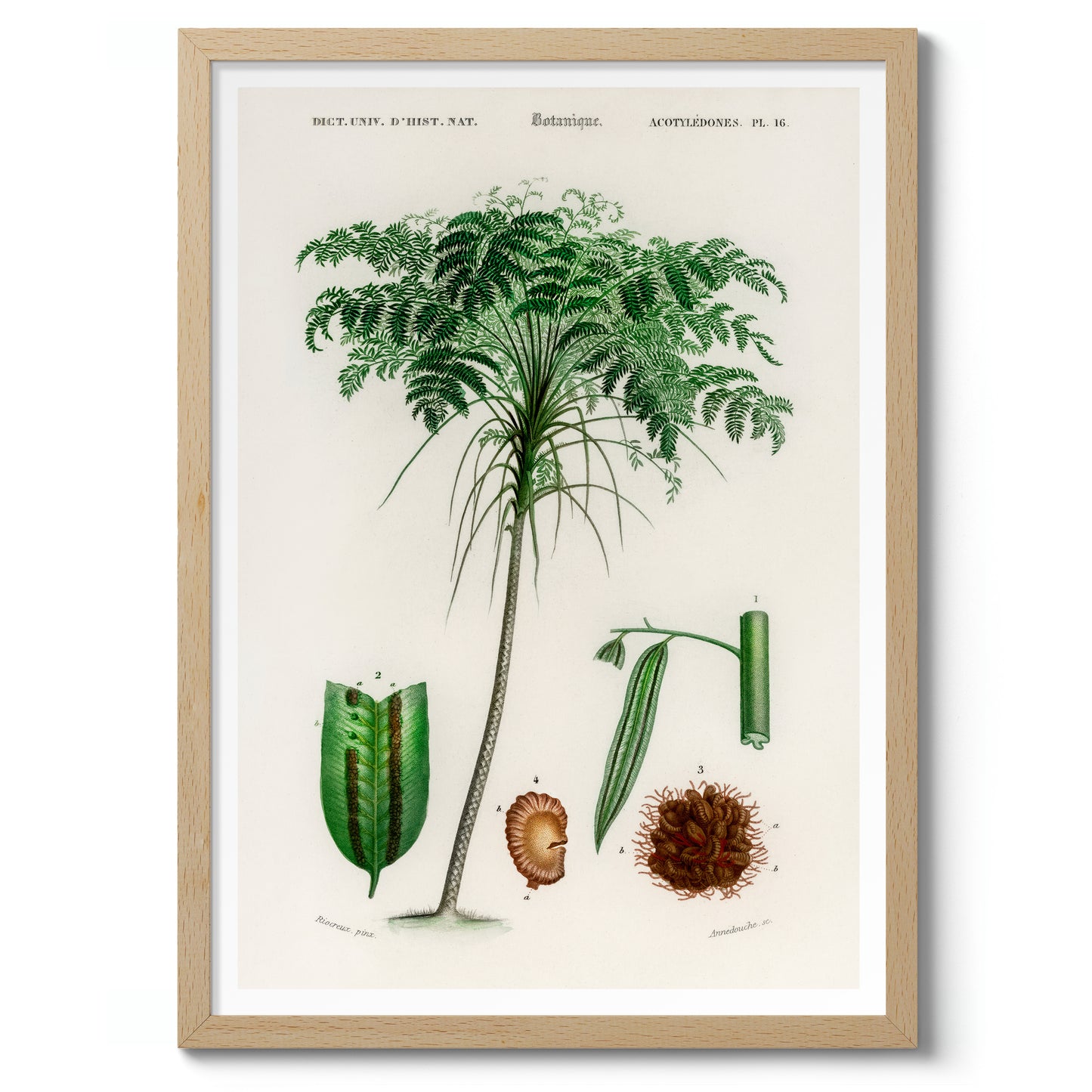 Trichipteris Excelsao