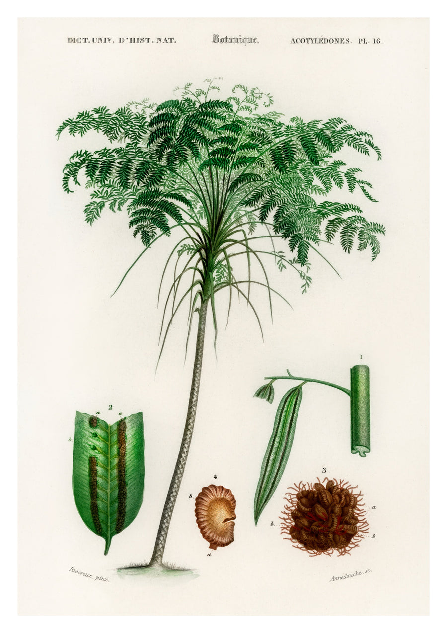 Trichipteris Excelsao - Print Only frame