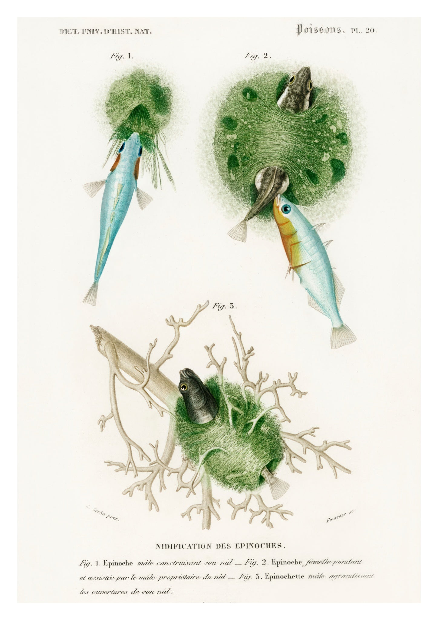 Poissons II | Nature | Framed Prints & Posters – Animato