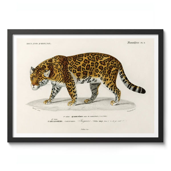 Jaguar