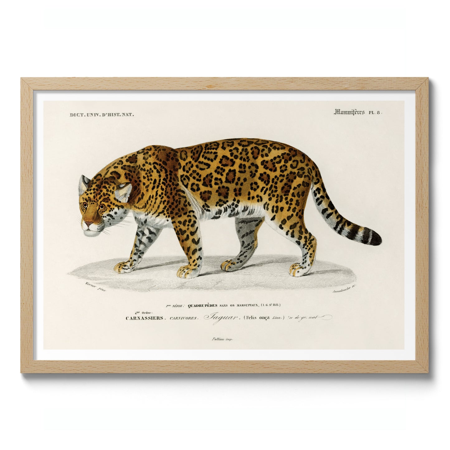 Jaguar