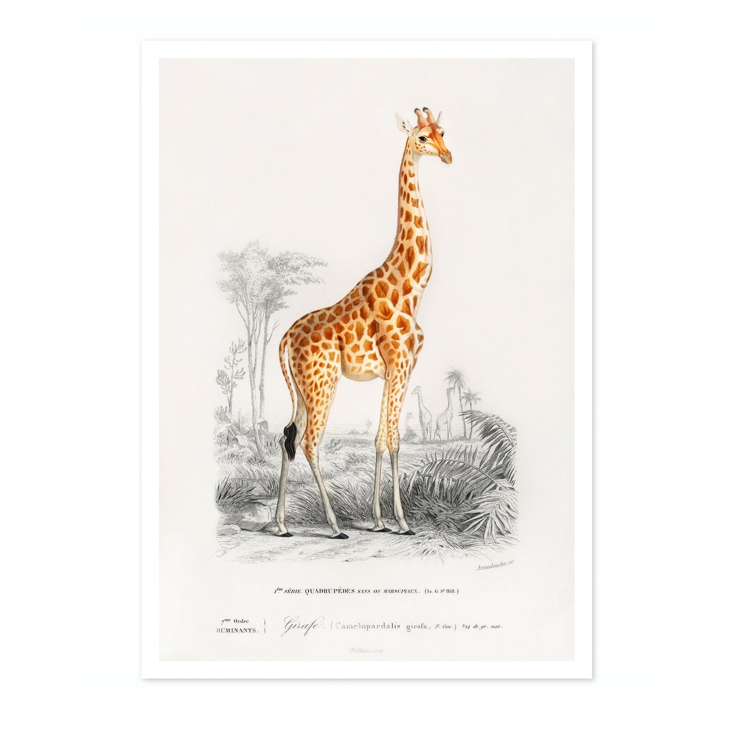 Giraffe