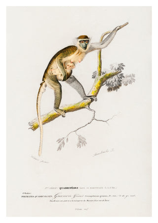 Guenon Grivet print